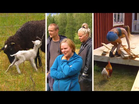 Känslofylld lammning och en galen tupp - så minns farmarna djuren - Farmen (TV4)