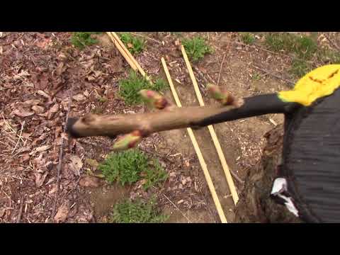 Grafting Season 2018 - day 42 - where it all began