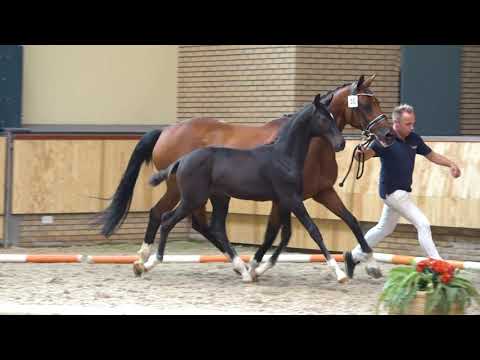 50 Indian Rock x Netto