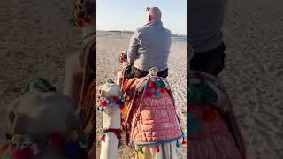 02 - Egypt 2022 - Marsam Alam - On the camel