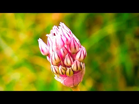 Flowers&Plants With Rabab Music ||#naghma #beautychallenge||#shangla ||#rabab|| @کلیپ||
