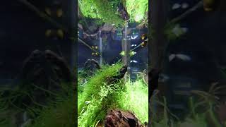 【作業用】メダカ水槽動画にジャズを添えて【約60分】