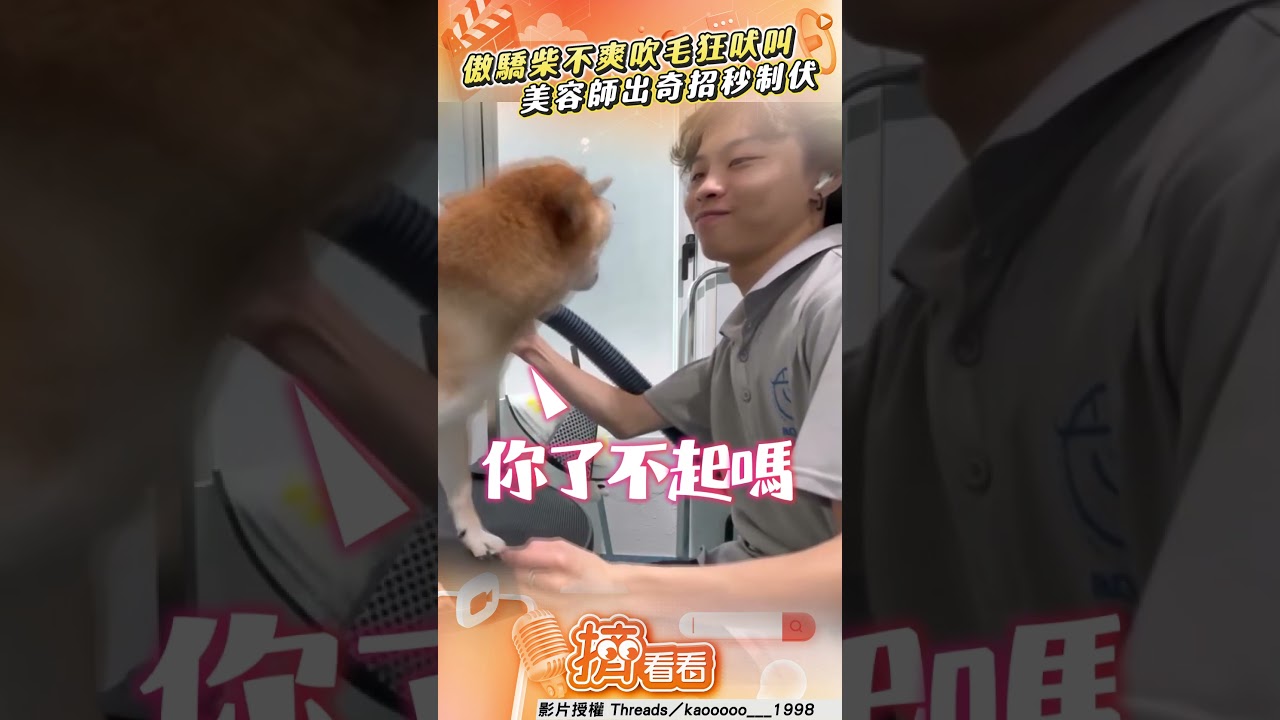 影音/傲驕柴不爽吹毛「呲牙狂吠叫」 美容師「變臉」出奇招秒制伏