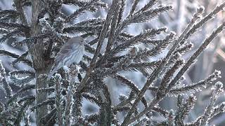 Saturday Morning Sunshine Birds Waiting for Spring a nature moment