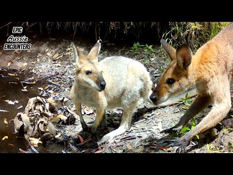 Summer Wildlife at a Seasonal Waterhole | Australian Bush (Trail Camera)