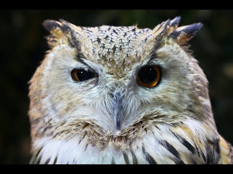 Relaxing Owl Sound Stress Free (1 hour)