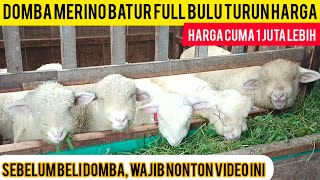 Download lagu TURUN HARGA DOMBA MERINO FULL BULU CUMA DI JUAL SEGINI// MURAH mp3