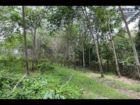 Over 5 Rai Land Plot with Rubber Plantation for Sale in Ao Nang, Krabi
