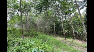 Over 5 Rai Land Plot with Rubber Plantation for Sale in Ao Nang, Krabi