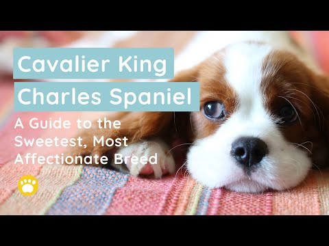 Cavalier King Charles Spaniel: Geschichte, Temperament, Größe & Aussehen und mehr