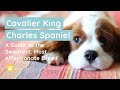 Cavalier King Charles Spaniel Geschichte Temperament Größe Aussehen Und Mehr