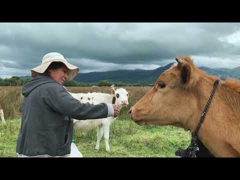 Memorias indigenas del campo