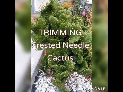 TRIMMING CRESTED NEEDLE CACTUS