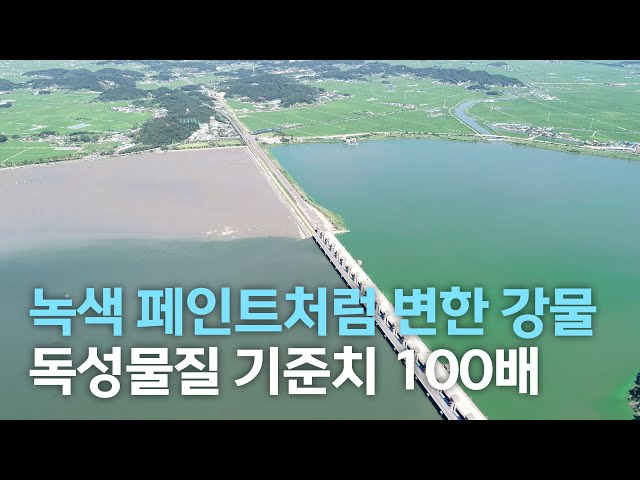 녹색 페인트처럼 변한 강물