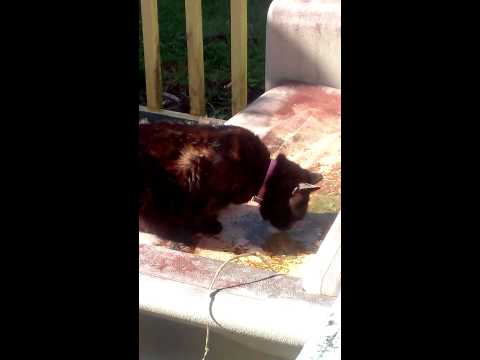 My Cat Drinking Dirty Water on the Bench