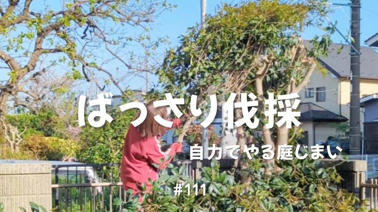 ばっさりと金木犀の伐採　自力で庭じまい　#111