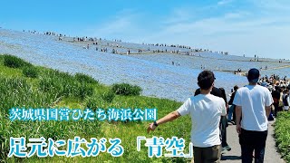 [遊記] 粉蝶花國營海濱公園 & 那珂湊漁市場 