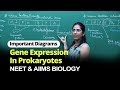 NEET Biology Gene Expression In Prokaryotes Important Diagram In English Misostudy