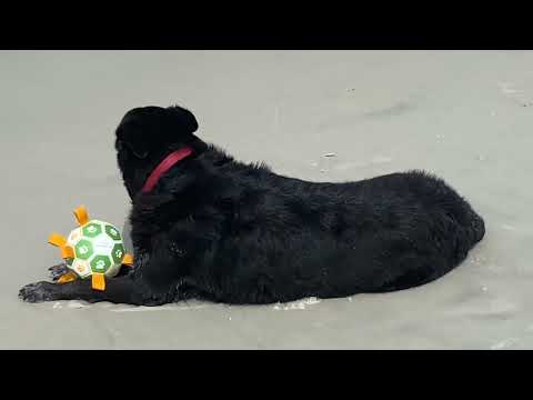 Sheba meditates at the beach