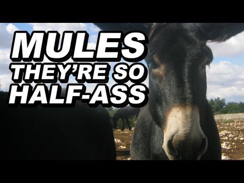 Mules are so Half-Ass