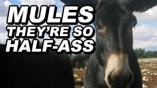 Mules are so Half-Ass