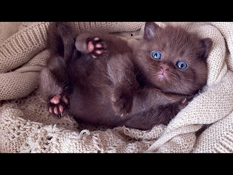 British Shorthair Chocolate kitten 1 month old 🐾