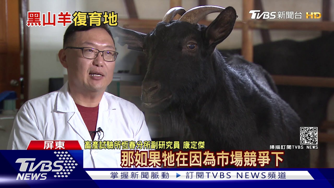 台灣黑山羊復育成功! 成精品羊肉市場黑馬