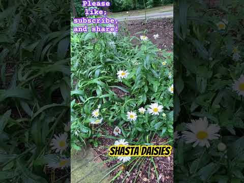 Shasta Daisies: Easy Care for Your Flower Garden