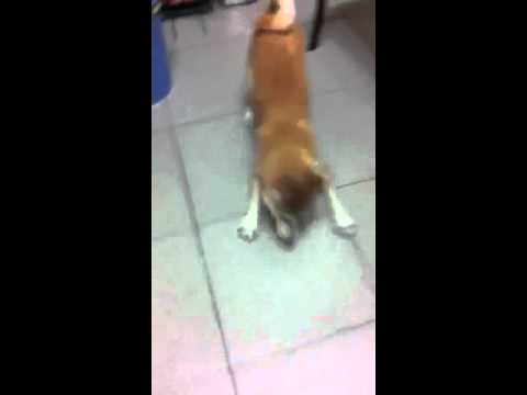 咪醬在HIGH什麼?(原發表者:咪醬媽)(影片)