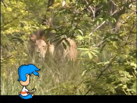 Billy Blue Hair - Why Do Lions Have Manes?