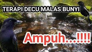 Download lagu TERAPI DECU MALAS BUNYI DI ALAM LIAR || BURUNG DECU 23 mp3