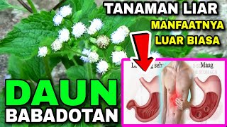 Download lagu DAUN BABADOTAN UNTUK LAMBUNG DAN OBAT MAAGH | Arsyad Farming mp3 Download lagu DAUN BABADOTAN UNTUK LAMBUNG DAN OBAT MAAGH | Arsyad Farming mp3