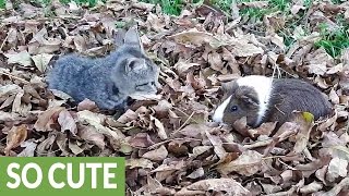 Весенняя подборка с котами: 16 милых и забавных видео