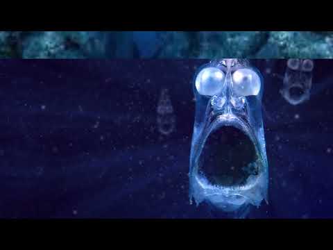 Jerome Froese - At Marianas Trench