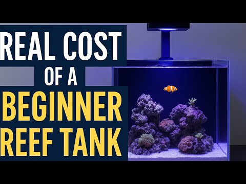 Beginner Saltwater Aquarium Cost Breakdown | Starter Tank Expenses