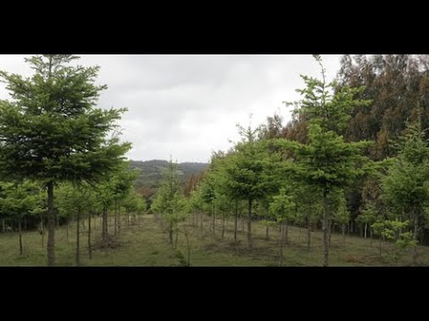 Stanford researchers show how poorly designed tree-planting campaigns could do more harm than good