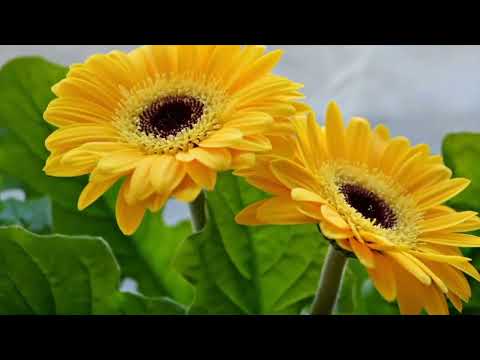 Opwekking 471 Heer, raak mijn hart aan