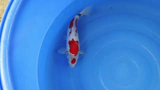 video van Showa 2301055