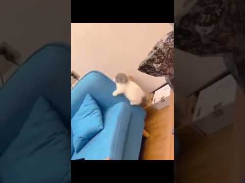 funny video #shorts #catshorts #foryou #catlover #cats #viral #sigma