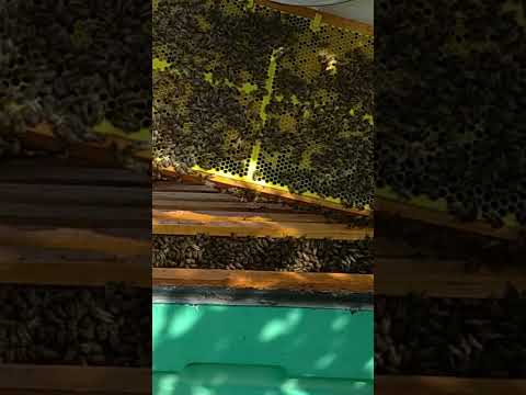 фото пчелопакеты 0
