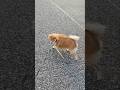 Cuando sabes que eres su mundo 🌎🐶 #viral #cute #puppy #dog #pets #petsfofinhos #adorably #shorts