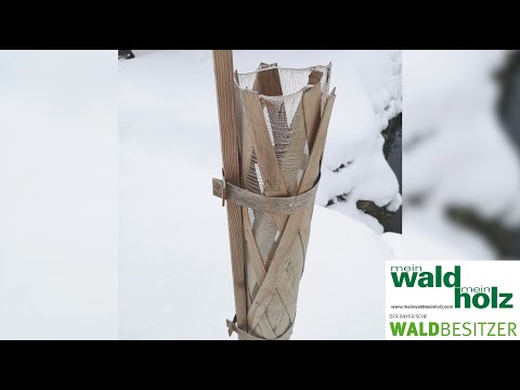 Neuartige Furnier-Holzwuchshüllen