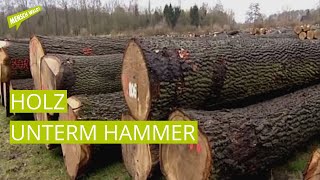 Holz unterm Hammer - Holzversteigerung in Appelhülsen
