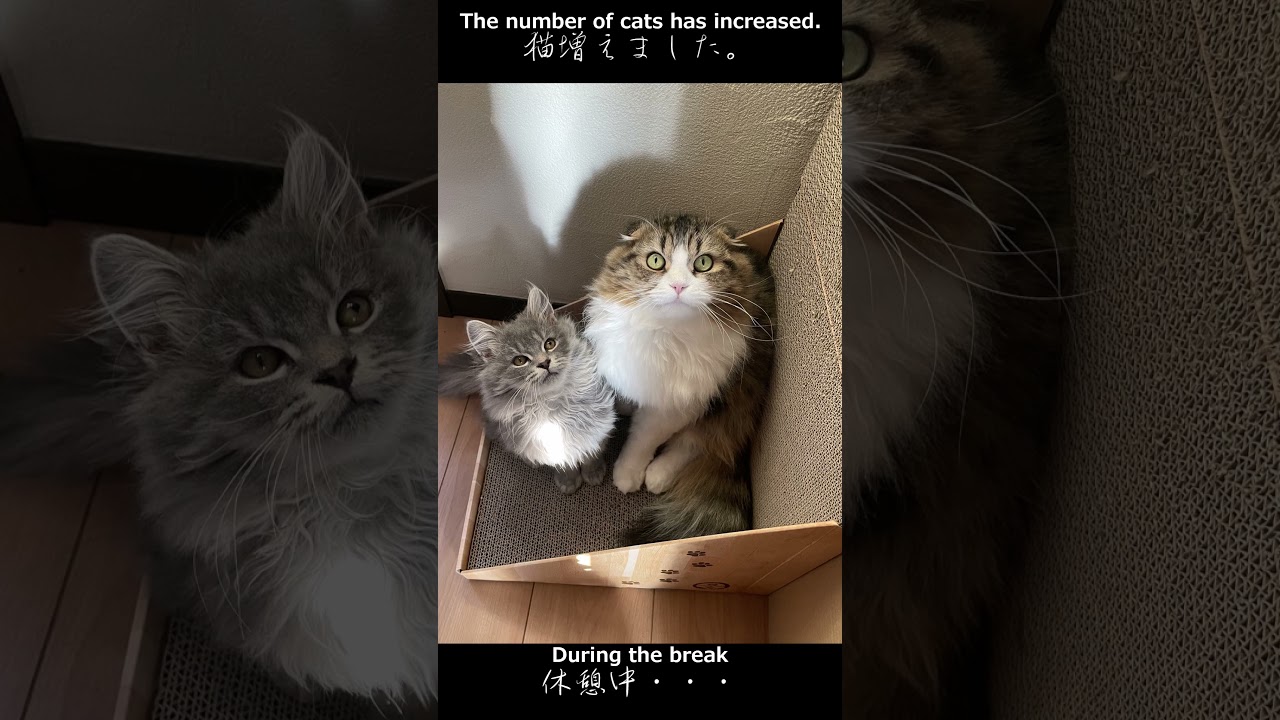 蒲公英描くよ#shorts