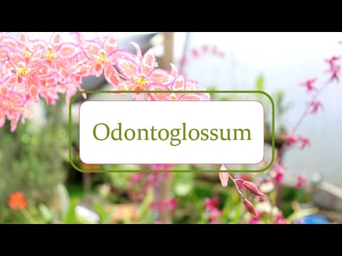 , title : 'Cultivo de orquídeas Odontoglossum - Primera Parte | Alma del Bosque'