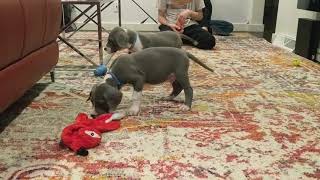 Cecil and George - great dane puppies - 7 weeks old