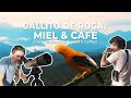 Pájaros Alucinantes, Miel y Buen Café (Birds, Honey & Coffee) | Antioquia, Colombia | Field Guides