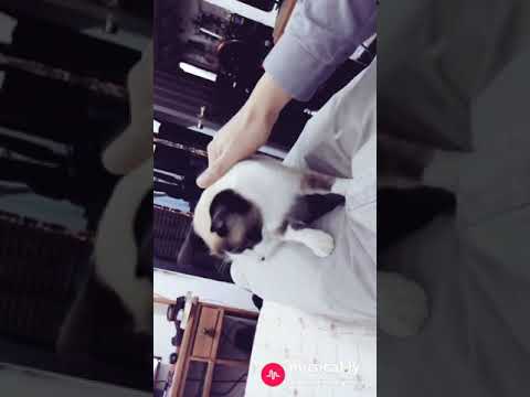 download lagu mp3 mp4 Black Eyed Peas Pump It Challenge, download lagu Black Eyed Peas Pump It Challenge gratis, unduh video klip Black Eyed Peas Pump It Challenge