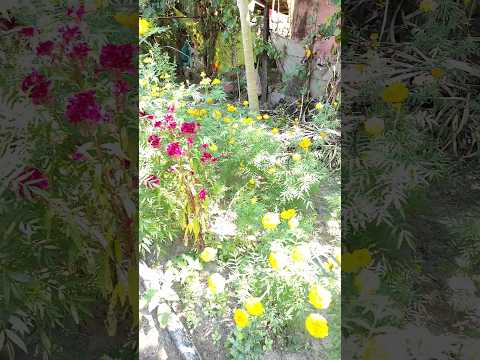 uma #shortvideo #vlog #umashree #bhakti #love #hare #hindudeity #viral #travel