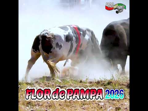 Toro Tinku de FLOR DE PAMPA 2026 T2C,"Sarcondia-Sarcu".#shortsviral  #almaproduccionesbolivia #toros